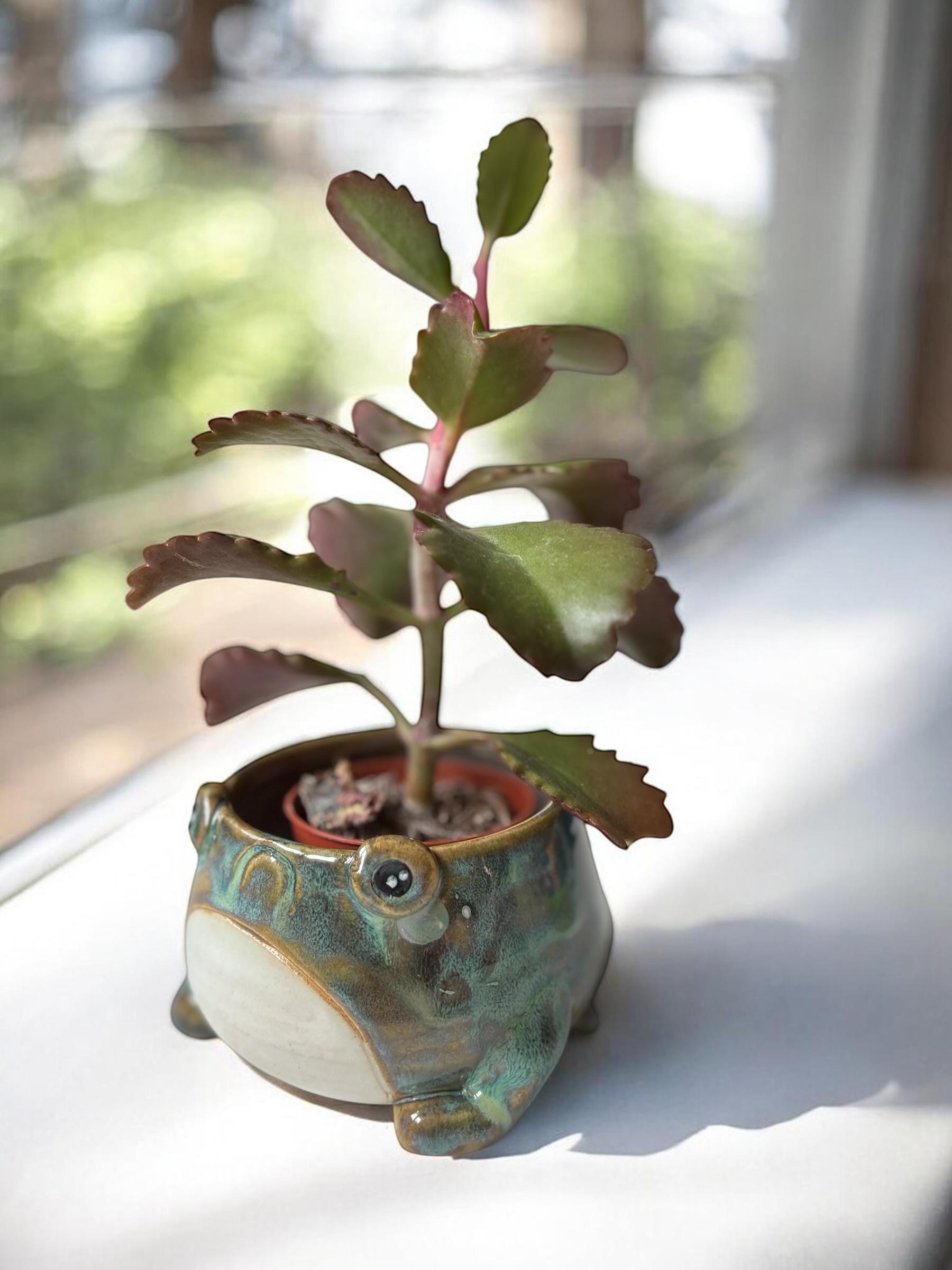 Cache-pot grenouille fait main – Pot de plante céramique artisanale – Cache-pot mignon pour succulente – Décoration intérieure originale