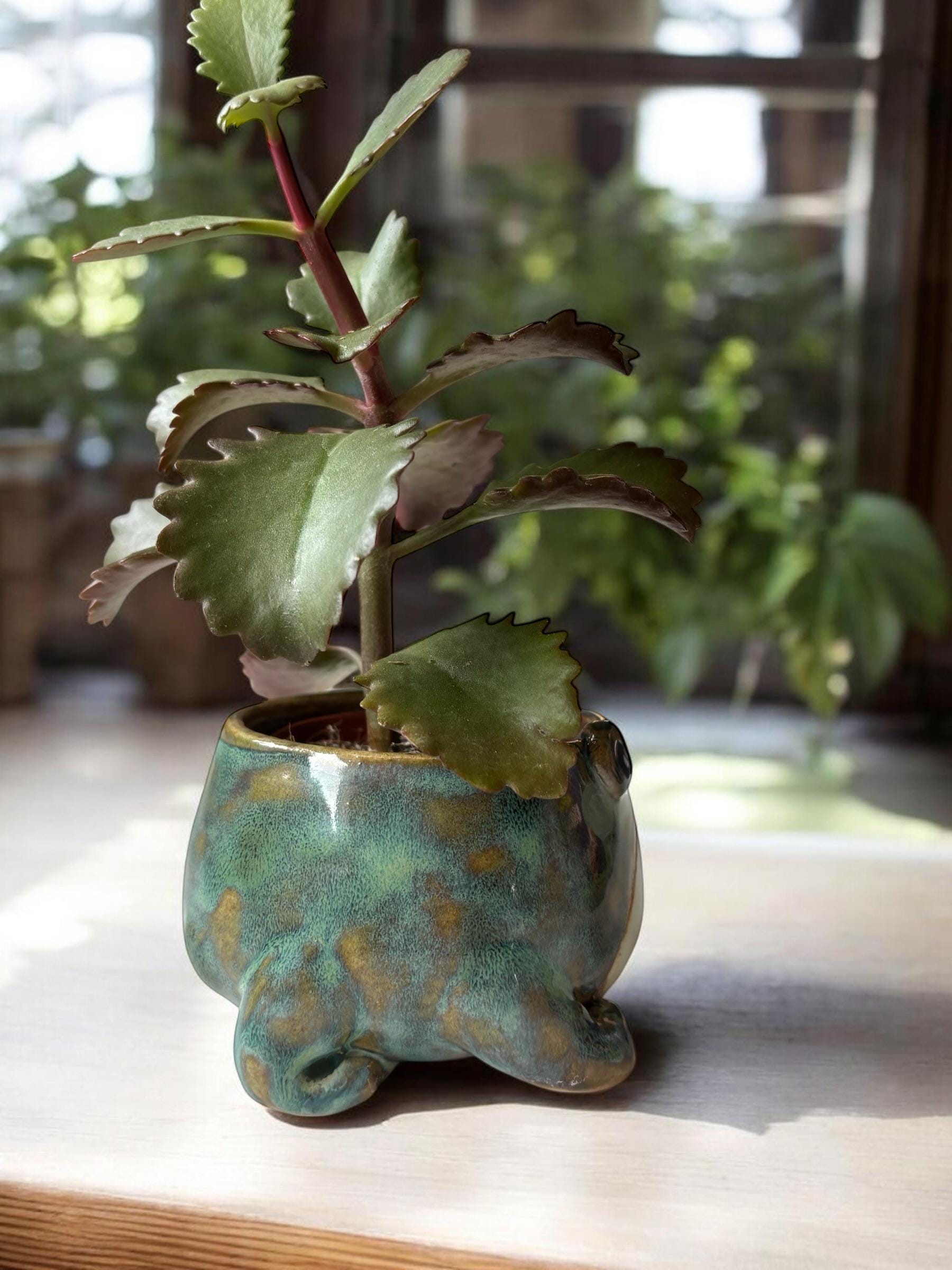 Cache-pot grenouille fait main – Pot de plante céramique artisanale – Cache-pot mignon pour succulente – Décoration intérieure originale