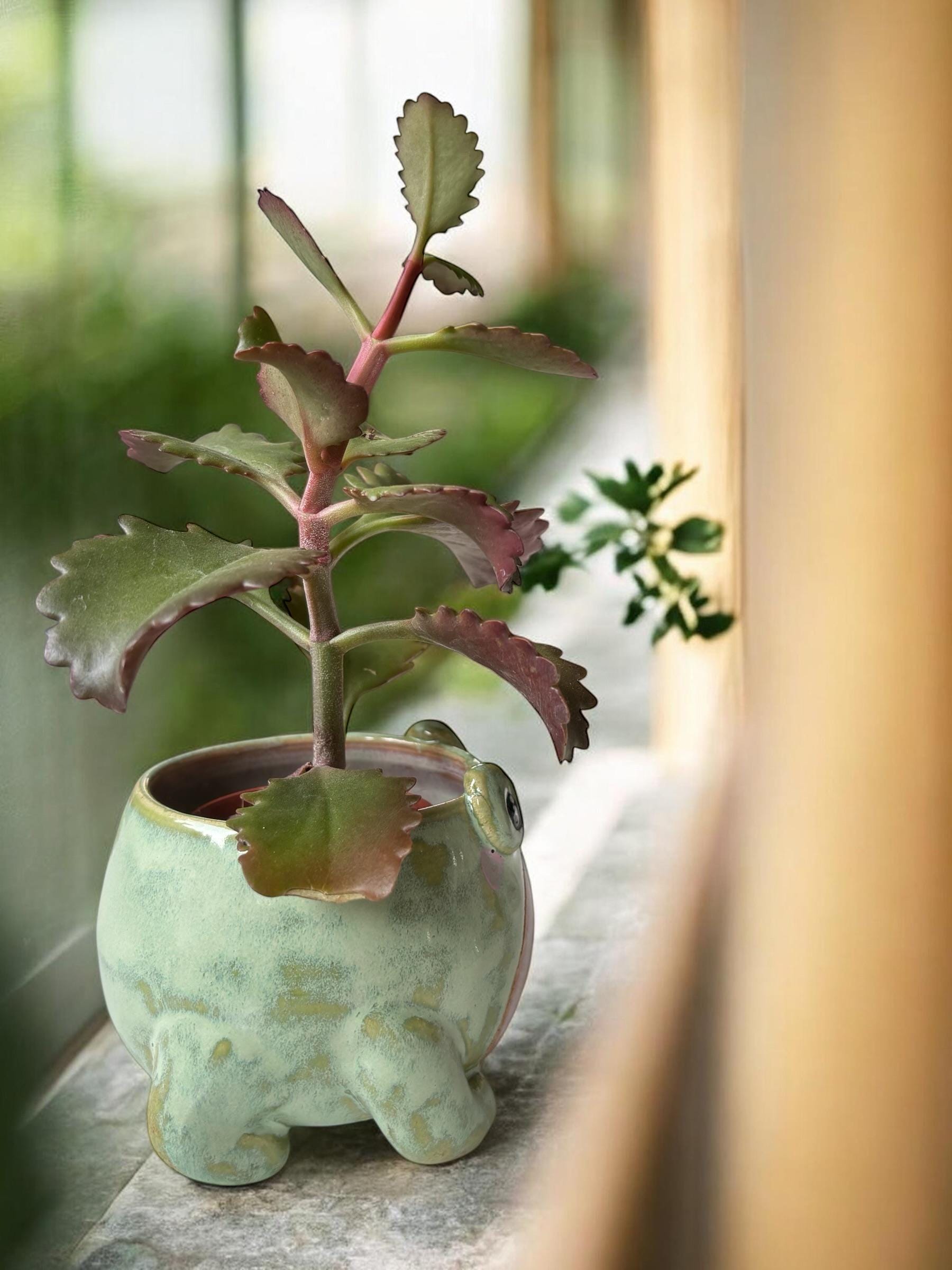 Cache-pot grenouille MOUAI fait main – Pot de plante céramique artisanale – Cache-pot mignon pour succulente – Décoration intérieure