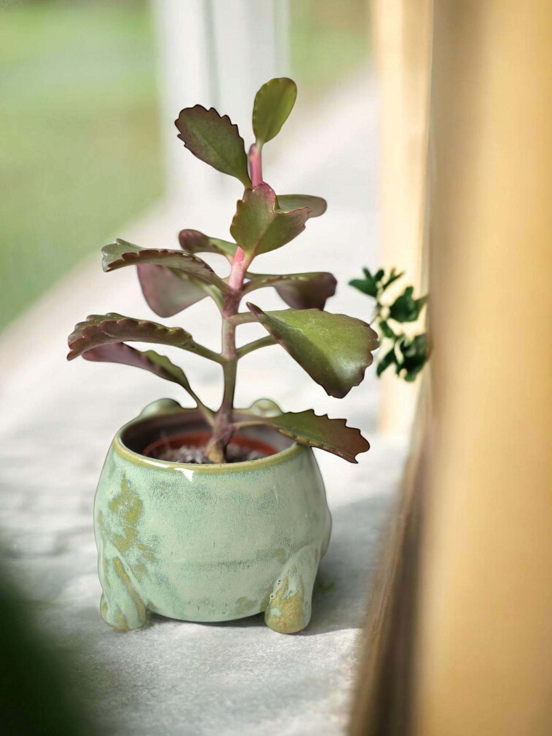 Cache-pot grenouille MOUAI fait main – Pot de plante céramique artisanale – Cache-pot mignon pour succulente – Décoration intérieure