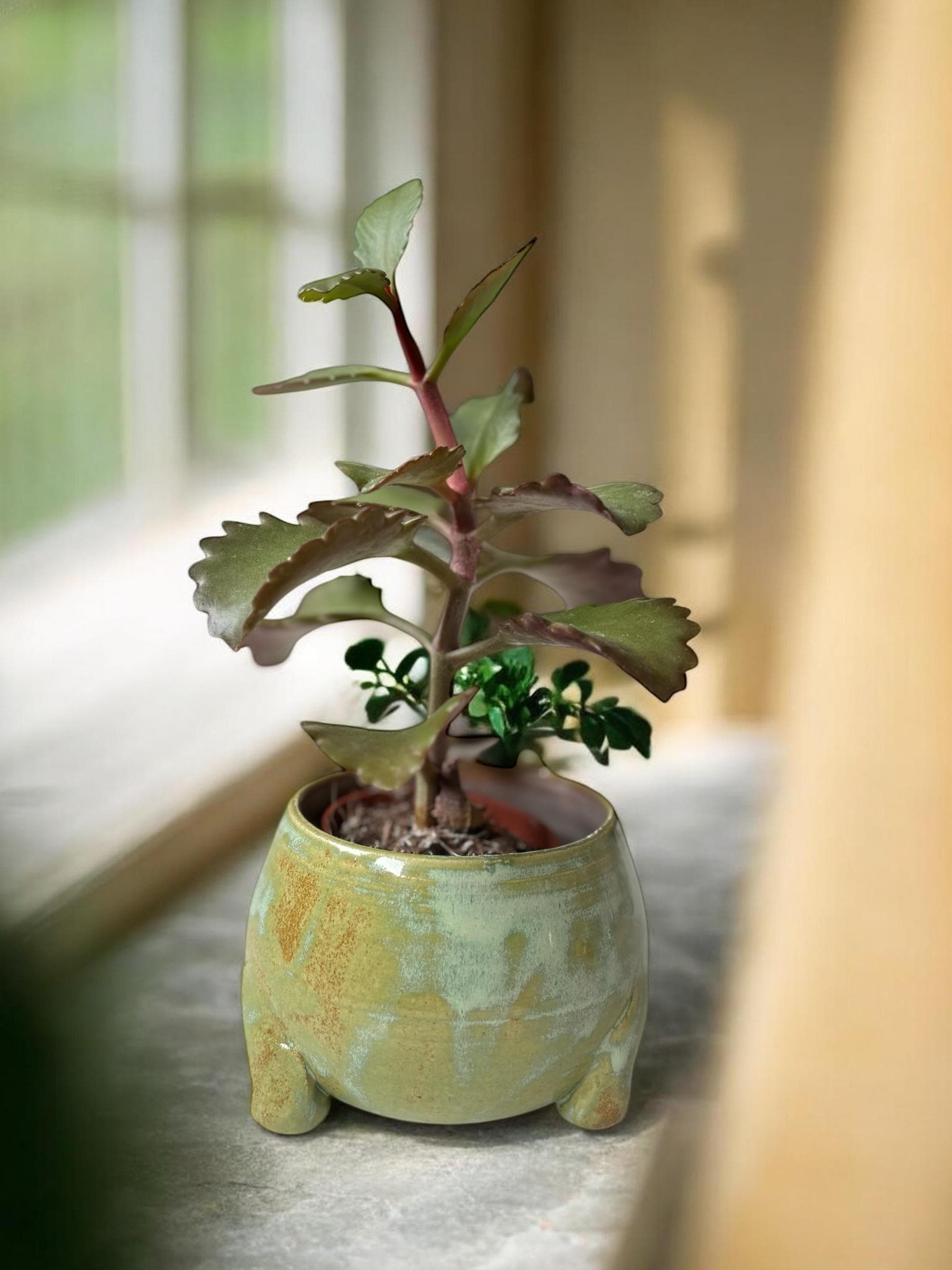 Cache-pot grenouille MOUAI fait main – Pot de plante céramique artisanale – Cache-pot mignon pour succulente – Décoration intérieure