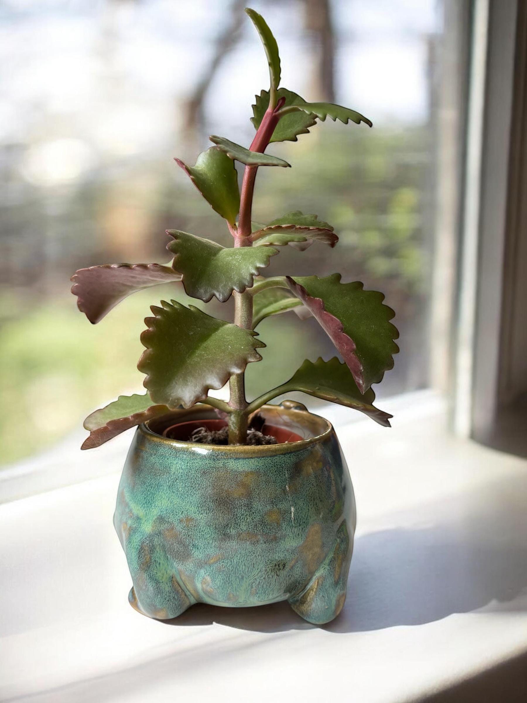 Cache-pot grenouille fait main – Pot de plante céramique artisanale – Cache-pot mignon pour succulente – Décoration intérieure originale