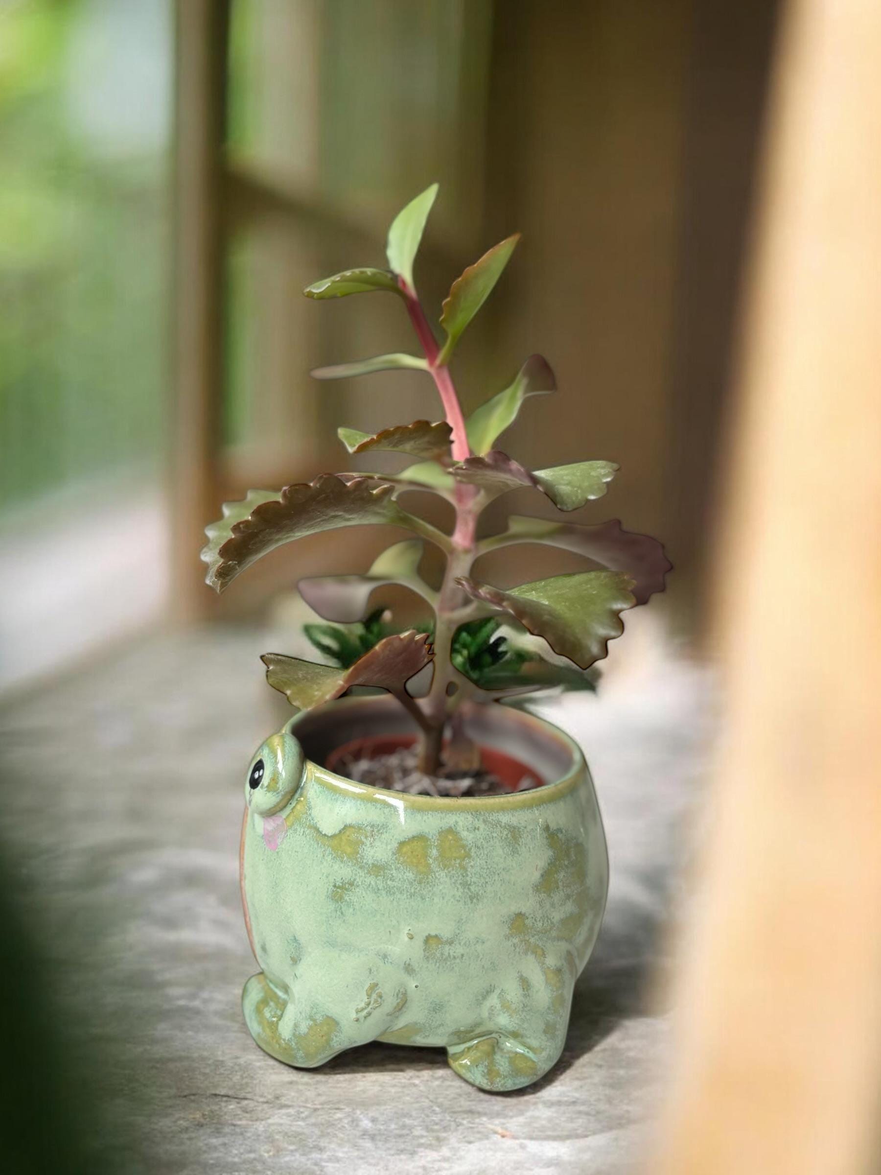 Cache-pot grenouille BOF fait main – Pot de plante céramique artisanale – Cache-pot mignon pour succulente – Décoration intérieure originale